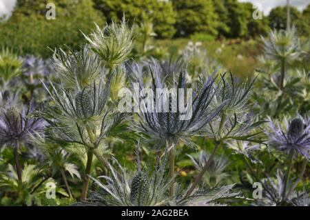 Flower Bed von azorella oder Eryngo, allgemein bekannt als Sea Holly Stockfoto