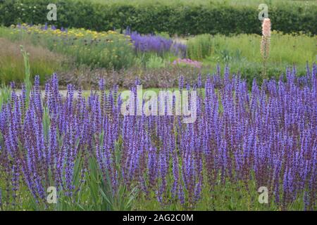 Salvia officinalis, lila Blütenrispen in einem Land, Garten Stockfoto