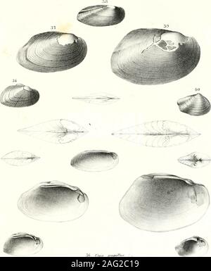 . Transaktionen - Amerikanische Philosophische Gesellschaft. uilateral; Inhalt der shell Thin; beakssomewhat vorstehend; Ligament lang und dünn; Epidermis gelb, braun, dunkel-ly geröntgt, dunkler auf dem hinteren Hang und leichter in Richtung der basalen Rand; Kardinal Zähne kleine, bestehend aus einem unregelmäßigen Tuberkel; anterior cicatrices Con-fließend; posterior cicatrices Konfluent; dorsale Cicatrices in einer Reihe acrossthe Hohlraum der Schnäbel platziert; Hohlraum der Shell flach; Hohlraum der Schnäbel verysmall; Perlmutt weiss und schillernd. Erläuterungen. - Die Form der Zähne in dieser Shell legt es nahe der genusAn Stockfoto