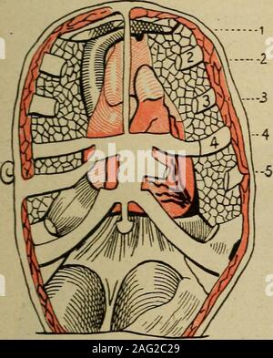 . Medizinische Diagnose für die Studierenden und Praktiker. enographic Gliederung in mostinstances; obwohl Grobe Fehler ist möglich. (Repe-Wettbewerb von Abbildung 92 für zusätzliche Klarheit.) Wenn die oberflächlichen dulnesspasses Rechts als eine gerade Linie oder eine konkave und öffnet sich auf der rechten Seite, können wir davon ausgehen, dass das Herz als Ganzes verschoben wird oder dass agreatly vergrösserten linken Ventrikel ist Crowding über seine Kollegen von der rechten Seite (v. Jagic). Wenn sein Recht percussion Grenze wird durch eine Ausbuchtung auf der rechten Seite die Änderung darstellt. rechtsventrikuläre Erweiterung gebrochen. Auf der anderen Seite Erweiterung der oberflächlichen Bereich Stockfoto