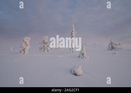 Winterliche Szene an Pallastunturi, Pallas-Yllästunturi-Nationalpark (Pallas-Yllästunturin kansallispuisto), Muonio, Finnland Stockfoto