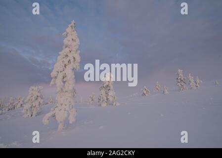 Winterliche Szene an Pallastunturi, Pallas-Yllästunturi-Nationalpark (Pallas-Yllästunturin kansallispuisto), Muonio, Finnland Stockfoto