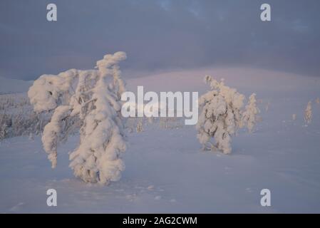 Winterliche Szene an Pallastunturi, Pallas-Yllästunturi-Nationalpark (Pallas-Yllästunturin kansallispuisto), Muonio, Finnland Stockfoto