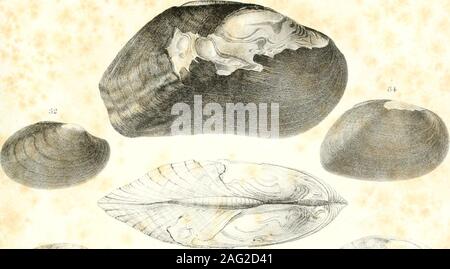 . Transaktionen - Amerikanische Philosophische Gesellschaft. nd Fast gleichweit von Wachstum; die Substanz von theshell eher dünn, dicker vor; Schnabel eher Prominente, mit kleinen undula- an der Spitze; Ligament eher kurz und dünn; Epidermis gelblich-braun, Gerieft; Kardinal Zähne zusammengedrückt, doppelt in beiden Ventilen; seitliche Zähne lange andnearly gerade; anterior Cicatrices deutlich; posterior cicatrices Konfluent; Dor-sal Cicatrices an der Unterseite der Kardinal Zahn; Hohlraum der Shell ratherdeep und gerundet; Hohlraum der Schnäbel flach und subangular; nacre whiteand irisierend. -? ? - • Stockfoto