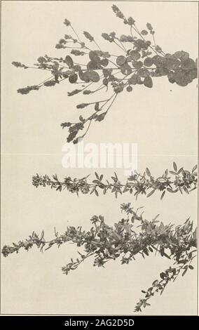 . Die Pflanzen von Southern New Jersey; mit besonderer Bezugnahme auf die Flora des Pine Barrens und die geographische Verteilung der Arten. Von der Malerei von H. E. Stein. Lupin. Lupinus perennis.. New Jersey Pflanzen. Platte LXXI. Stockfoto
