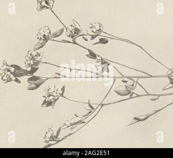 . Die Pflanzen von Southern New Jersey; mit besonderer Bezugnahme auf die Flora des Pine Barrens und die geographische Verteilung der Arten. New Jersey Pflanzen. Platte LXVIIl. s es. *, Stockfoto