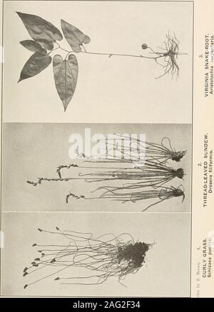 . Die Pflanzen von Southern New Jersey; mit besonderer Bezugnahme auf die Flora des Pine Barrens und die geographische Verteilung der Arten. Von der Malerei von H. E. Stein. LONG-LEAVED SONNENTAU. Drosera longifolia. I. ^ Stockfoto