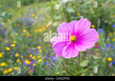 Schönen leuchtenden rosa gefärbten Blüten in einem Feld von Wildblumen Stockfoto