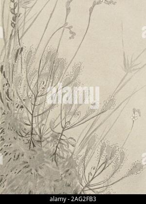 . Die Pflanzen von Southern New Jersey; mit besonderer Bezugnahme auf die Flora des Pine Barrens und die geographische Verteilung der Arten. New Jersey Pflanzen. Platte LXV. ife -^. Stockfoto
