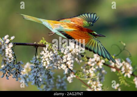 Farbige wilde Vogel fliegt unter Frühjahr blühenden Baum Stockfoto