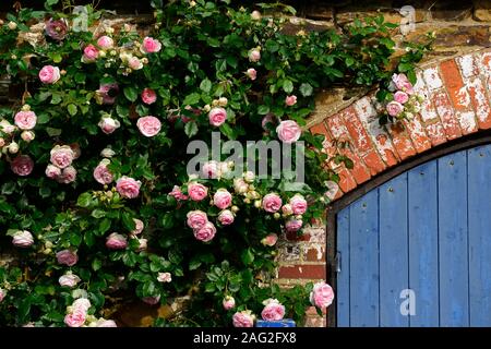 Rosa Pierre de Ronsard, rosa Eden, rosa MEIviolin, Rambler, Wandern, Klettern, Bergsteiger, rosa weiß Blumen, blühenden, duftenden, duftende, RM Floral Stockfoto