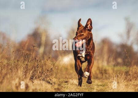 Hund läuft schnell auf Gras Stockfoto