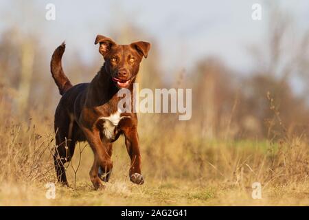 Hund seine Zunge heraus läuft über das Feld Stockfoto