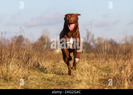 Lustige braune Hund läuft über das Feld Stockfoto