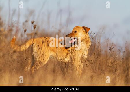 Lustig Hund steht mit Interesse schaut weg Stockfoto