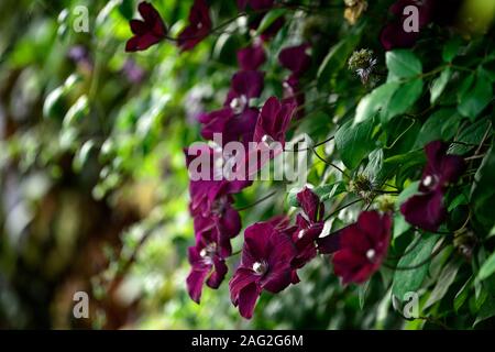 Clematis Niobe, Wein rot Burgund, Blume, Blumen, Bergsteiger, klettern, Rankgitter, Rahmen, Deckel, bedeckt, profusion, RM Floral Stockfoto