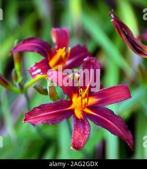 Hemerocallis, Daylily, Daylilies, rotororange rote Blumen, orangener Hals, Blume, Blumen, Garten, RM Floral Stockfoto