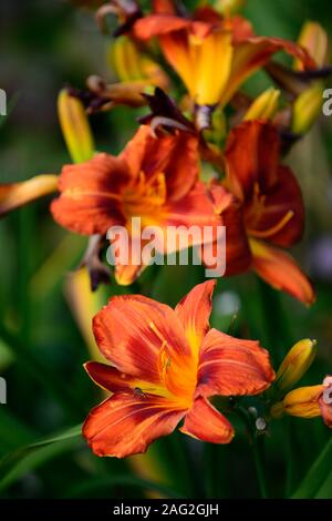 Hemerocallis, Taglilie, Taglilien, rostroorange Blumen, orangener Hals, Blume, Blumen, Garten, RM Floral Stockfoto