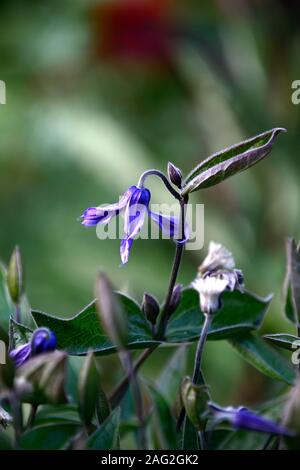 Clematis integrifolia, nicht Twining, klettern, klettern, kriechen, blaue Blume, Blumen, Blüte, mehrjährig, RM Floral Stockfoto