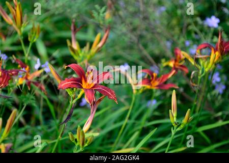 Hemerocallis, Taglilie, Taglilien, rostroorange Blumen, orangener Hals, Blume, Blumen, Garten, RM Floral Stockfoto