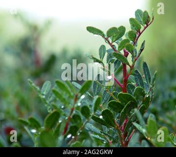 Wassertropfen auf Liguster Blätter nach Regen. Stockfoto