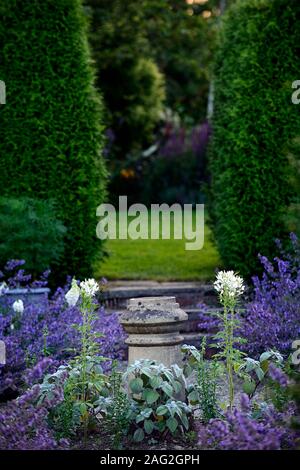 Cleome weiße Königin, jährlich, Kamin Stapel, Gartenfunktion, Abschnitt, teilen, getrennt, Bereiche, Garten, Gärten, formell, Design, RM Floral Stockfoto