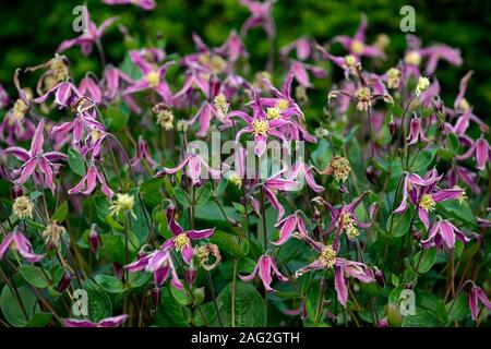 Clematis integrifolia rosea, nicht Twining, klettern, klettern, kriechen, rot rosa Blume, Blumen, Blüte, mehrjährig, RM Floral Stockfoto