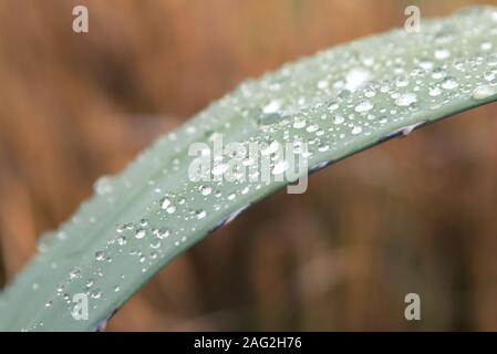 Wassertropfen auf einer Wache Agave (Agave americana) Blatt nach dem Regen. Detail Makro Nahaufnahme. Stockfoto