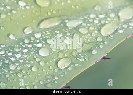 Wassertropfen auf einer Wache Agave (Agave americana) Blatt nach dem Regen. Detail Makro Nahaufnahme. Stockfoto