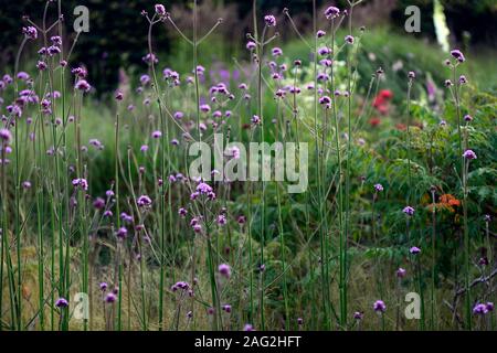 Verbena bonariensis, Drift, Lila, Blüte, Blumen, Wiese Bepflanzung, Stil, Garten, Gärten, RM Floral Stockfoto