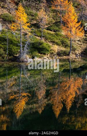 Lärchen in herbstlichen Farben reflectin auf einem der Laghi del Sangiatto. Stockfoto