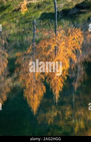 Lärchen in herbstlichen Farben reflectin auf einem der Laghi del Sangiatto. Stockfoto