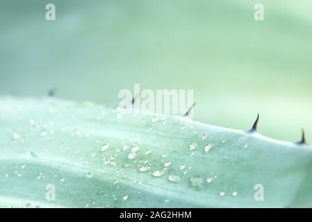 Wassertropfen auf einer Wache Agave (Agave americana) Blatt nach dem Regen. Detail Makro Nahaufnahme. Stockfoto