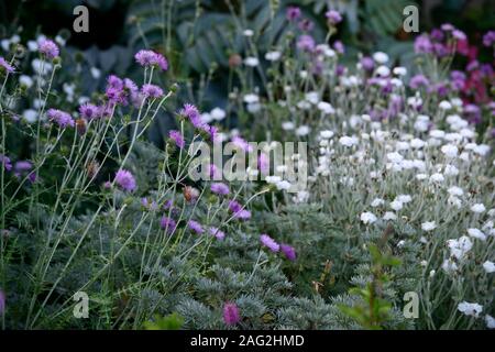 Centaurea, Flockenblume, Lupinus coronaria Alba, weiß blühenden Rose campion, lila Blumen, Blume, Blüte, Stauden, Garten, Gärten, RM Floral Stockfoto