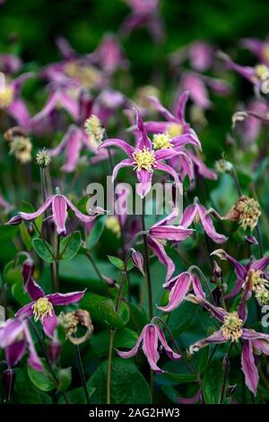 Clematis integrifolia rosea, nicht Twining, klettern, klettern, kriechen, rot rosa Blume, Blumen, Blüte, mehrjährig, RM Floral Stockfoto