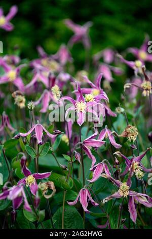 Clematis integrifolia rosea, nicht Twining, klettern, klettern, kriechen, rot rosa Blume, Blumen, Blüte, mehrjährig, RM Floral Stockfoto