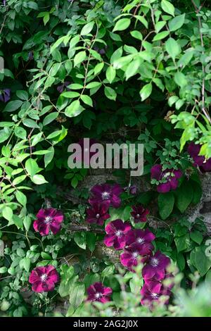 Clematis Niobe, Wein rot Burgund, Blume, Blumen, Bergsteiger, klettern, Rankgitter, Rahmen, Deckel, bedeckt, profusion, RM Floral Stockfoto