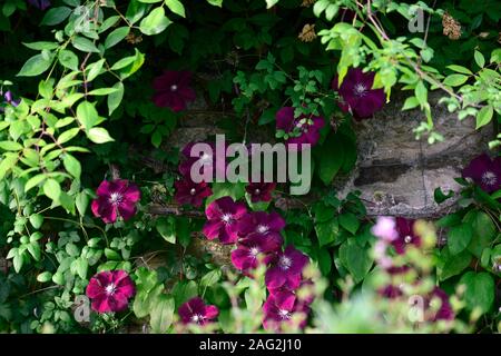 Clematis Niobe, Wein rot Burgund, Blume, Blumen, Bergsteiger, klettern, Rankgitter, Rahmen, Deckel, bedeckt, profusion, RM Floral Stockfoto