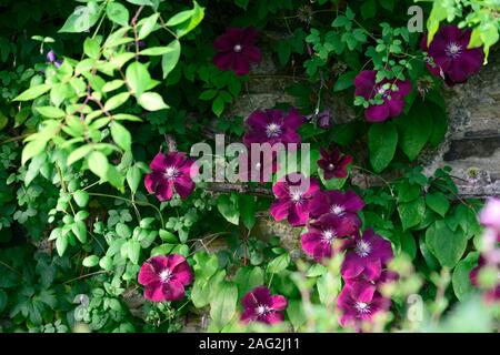 Clematis Niobe, Wein rot Burgund, Blume, Blumen, Bergsteiger, klettern, Rankgitter, Rahmen, Deckel, bedeckt, profusion, RM Floral Stockfoto