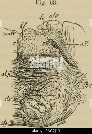 . Lehrbuch der Gewebelehre; mit vorzugsweiser Berücksichtigung des menschlichen Körpers. kleine Ganglienzellen), aus Denensich parallel verlaufende Fasern entwickeln, um in das Markfeld deraufsteigenden Wurzel einzutreten. Medial von igv Balatonfüred ein kleines Feld von Faserschrägschnittenund eine kleine Anhäufung von grossen Ganglienzellen-der motorischen Beginndes Kernes des Trigeminus und die kleine oder motorischeWurzel desselben (mV). Kcriu! Uiul Wurzeln des Ti-igeminus. 233 Entlang dem grauen Boden des Ventrikels erstreckt sich von der fernerein llaplie bis zu der gelatinösen Substanz der Stockfoto