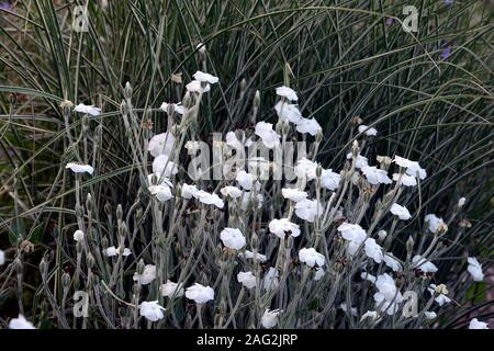 Lupinus coronaria Alba, weiß blühenden Rose campion, Blumen, Blüte, Stauden, Garten, RM Floral Stockfoto