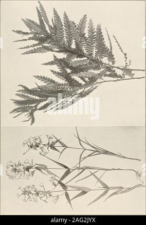 . Die Pflanzen von Southern New Jersey; mit besonderer Bezugnahme auf die Flora des Pine Barrens und die geographische Verteilung der Arten. Von der Malerei von H. E. Stein. CORAL ROOT. Corallorhiza odontorhiza.. New Jersey Pflanzen. Platte LV. Stockfoto