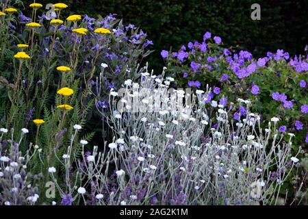 Lupinus coronaria Alba, weiß blühenden Rose campion, Geranium rozanne, achillea filipendulina Tuch von Gold, weiss blau gelb Bepflanzung, gemischte Kamm Stockfoto