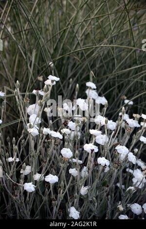 Lupinus coronaria Alba, weiß blühenden Rose campion, Blumen, Blüte, Stauden, Garten, RM Floral Stockfoto