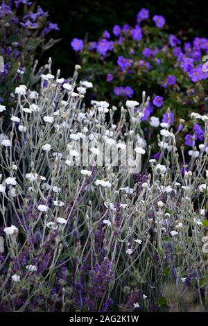 Lupinus coronaria Alba, weiß blühenden Rose campion, Geranium rozanne, weiß blau Bepflanzung, Mischbestückung, mehrjährige Blumen, Blumen, Blüte, p Stockfoto