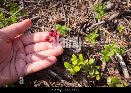 Preiselbeere Anlage (auf der Handfläche) mit einem Bündel von reifen Beeren, unter den gefallenen Pine Tree Nadeln und Zapfen im Wald wachsen. Stockfoto