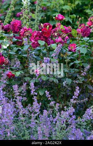 Nepeta Six Hills Giant, rosa Munstead Wood, Rose, Rosen, Blau, Rot, Cottage Garden, gemischte Anpflanzung Kombination, RM Floral Stockfoto