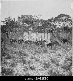 . In den entlegensten Barotseland; ein Bericht über eine Reise von über 8.000 Meilen durch die wildesten und abgelegensten Teile von Lewanika des Empire. om die Zambesibank, und vom Zeitpunkt unserer Ankunft thereLutende und ich waren die besten Freunde. Nearlyan Stunde war im Überschreiten der gesamten ourparty über den Zambesi verbracht, und groß war unsere joywhen wir sicher einmal mehr auf theNyakatoro Seite des Flusses angekommen. Lutendes twoboys kam später zum Fluss und wurden broughtacross. Sie teilten, eine Hütte mit ihren fatherclose zu mir, ich gab ihnen Nahrung, erfreut themby erklärt die Geheimnisse des differentguns und t Stockfoto