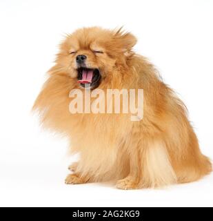 Gähnen Pomeranian spitz auf weißem Hintergrund Stockfoto