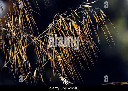 Stipa gigantea, riesige Feder Gras, seedhead, Samen, Gras, Gräser, ornamental Gras, Backlit, Sonnenlicht, Herbst, RM Floral Stockfoto